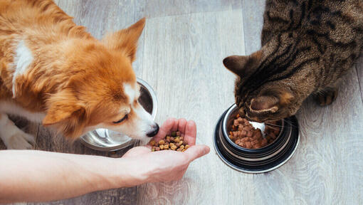 Food for both store cats and dogs